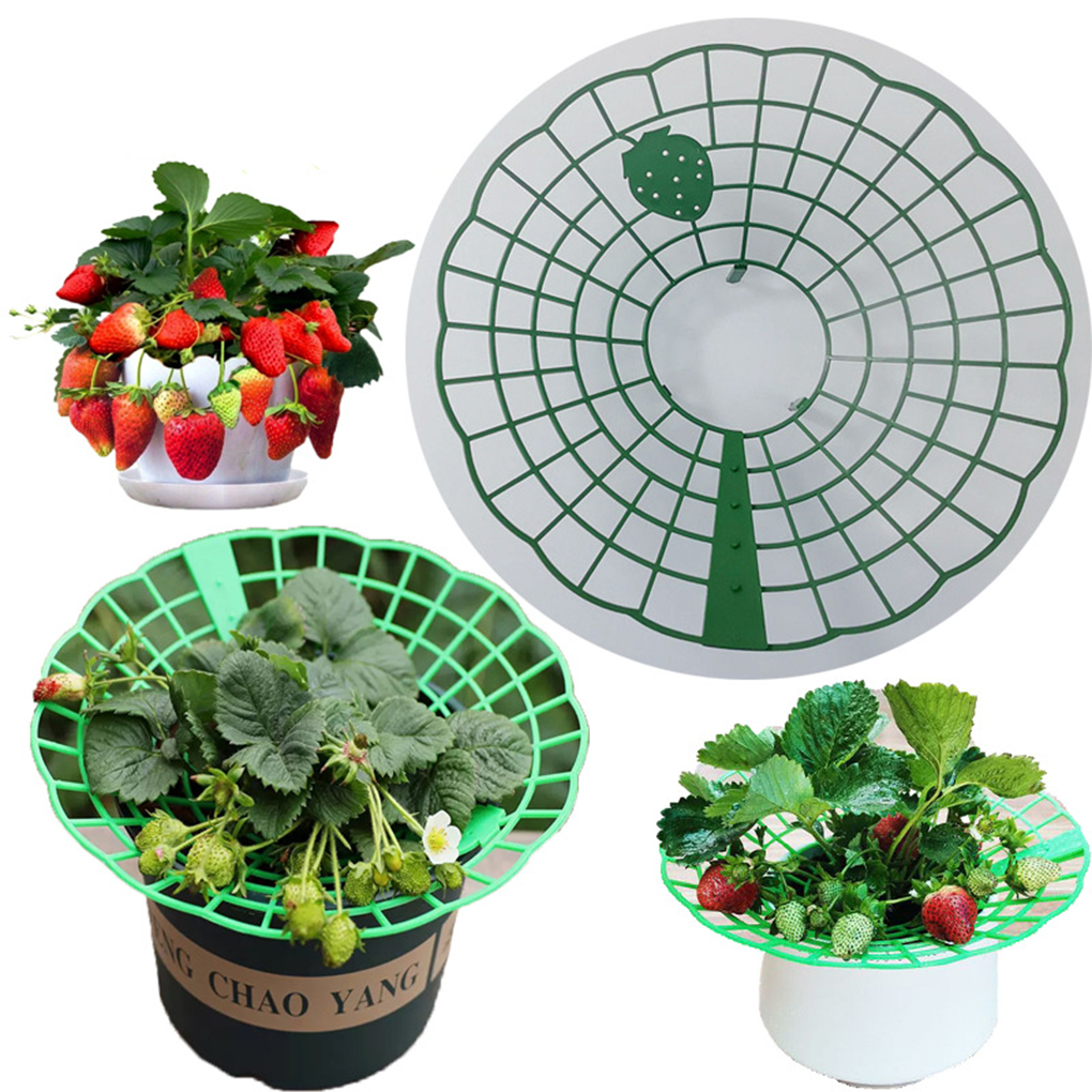 20PCS Strawberry Stand Green C - Vine Climbing Plastic recensione e prezzo