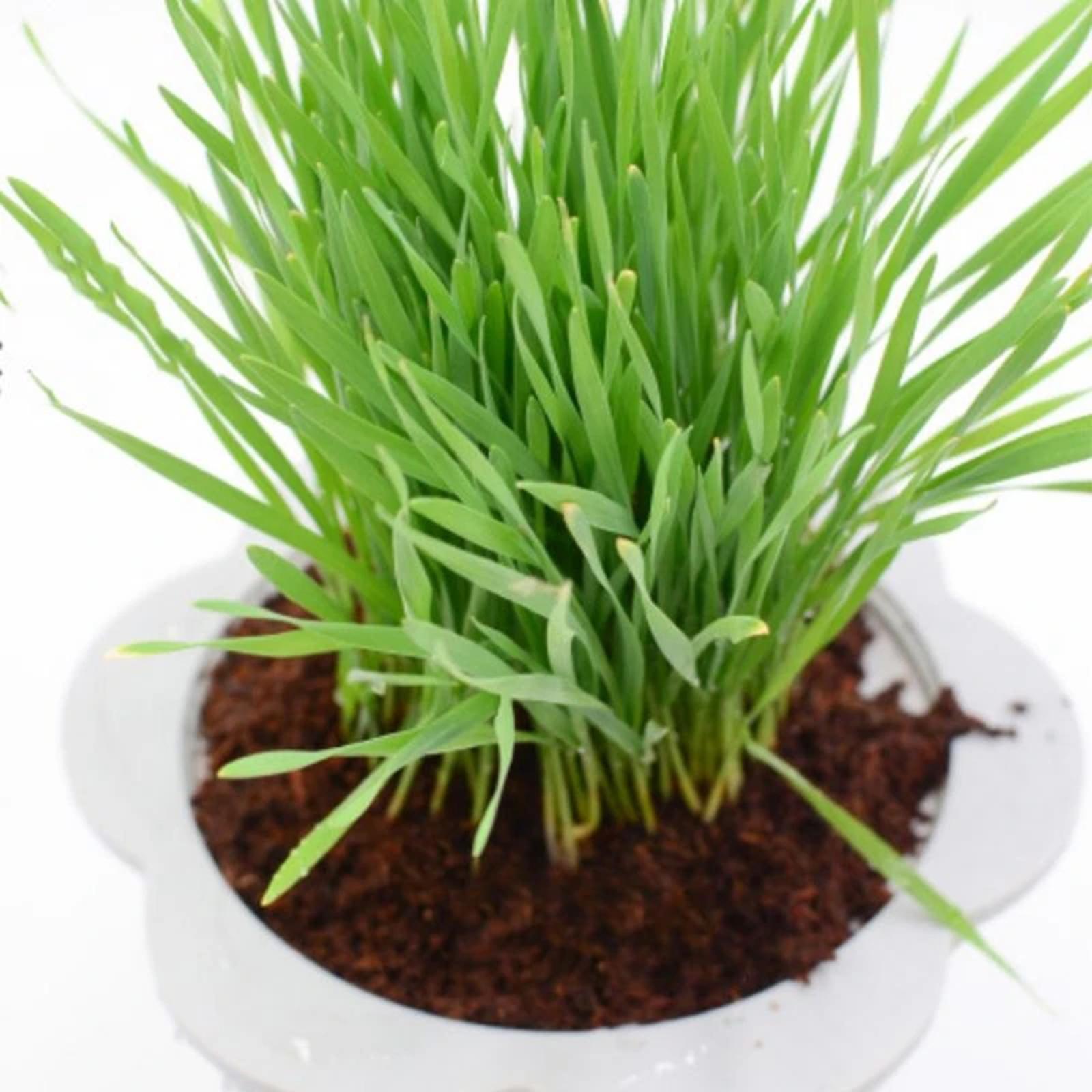 Coconut Fibre Coconut Coir Bri - Substrate Coconut Fiber recensione e prezzo
