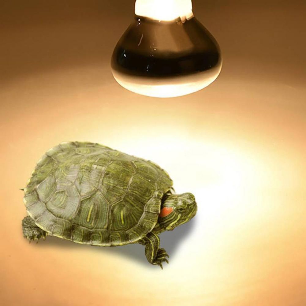 Turtle Temperature Controller  - Basking Bulb Halogen recensione e prezzo
