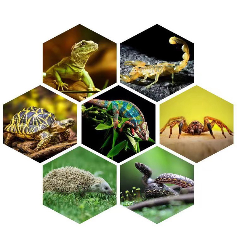 E27 13W/26W Reptile Uvb Lamp   - Calcium Powder Reptile recensione e prezzo