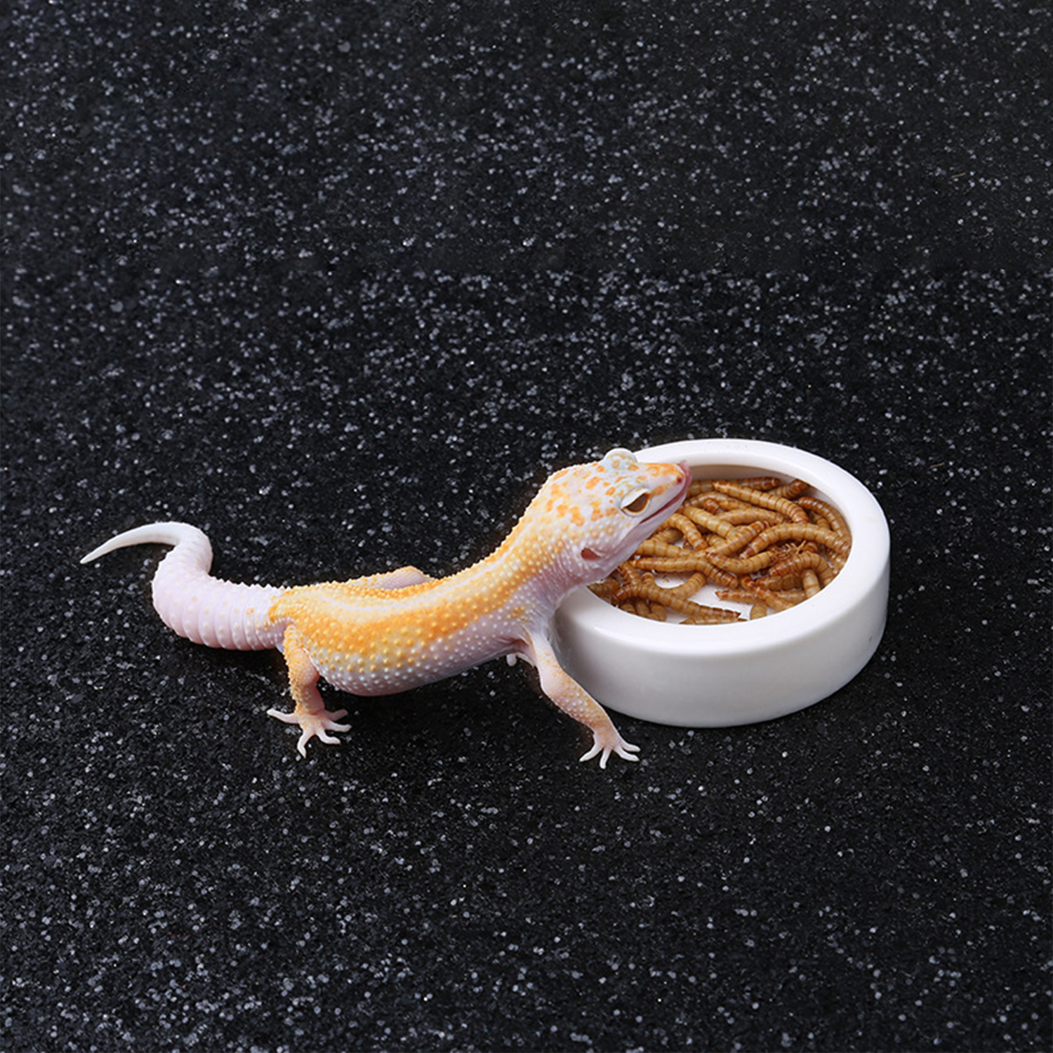 Reptile Food Bowl Feeding and  - Water Dish Reptile recensione e prezzo