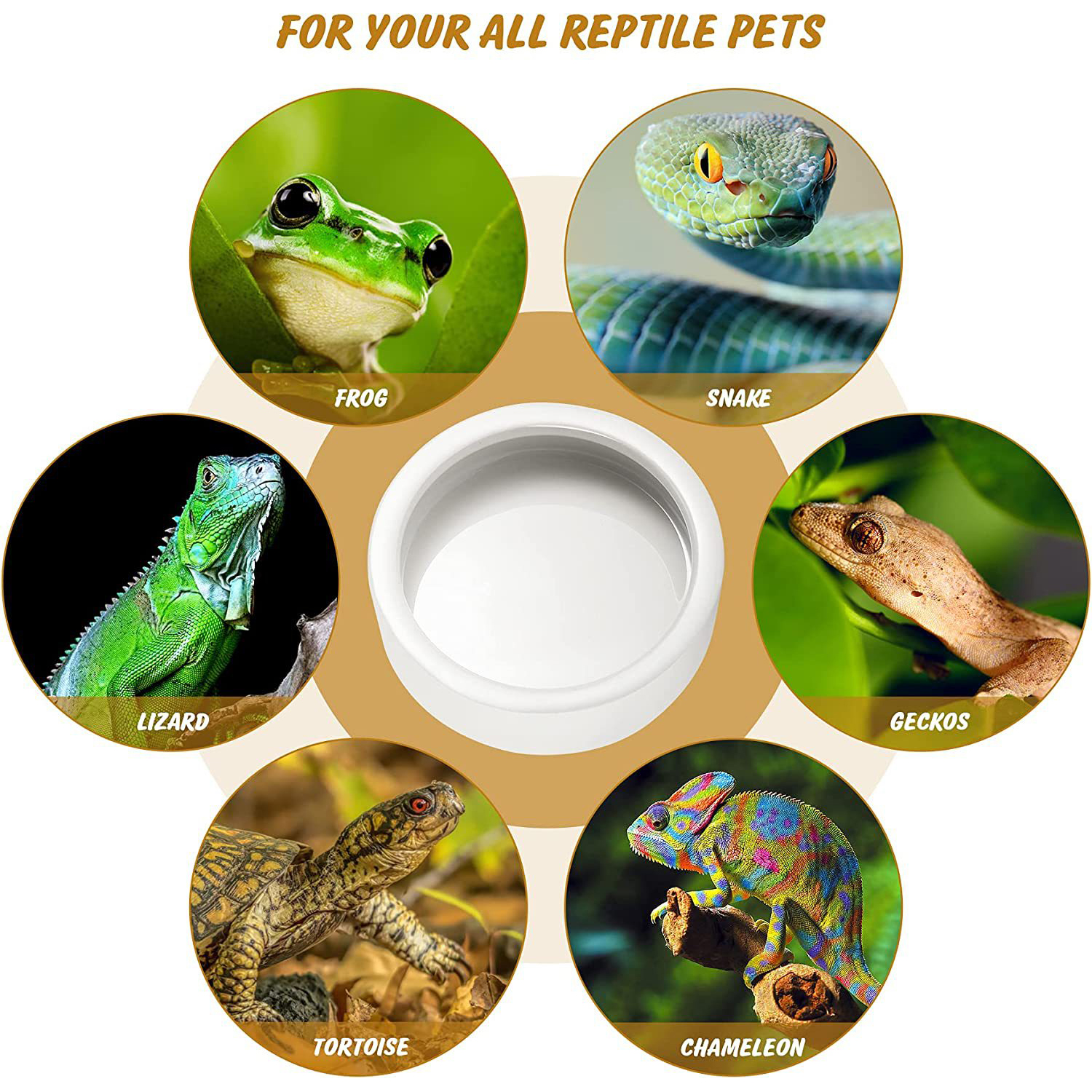 Reptile Food Bowl Feeding and  - Water Dish Reptile recensione e prezzo